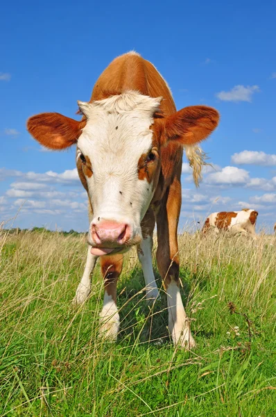 stock image The calf on a summer pasture.