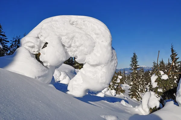 Fir under sne på en bjergskråning - Stock-foto