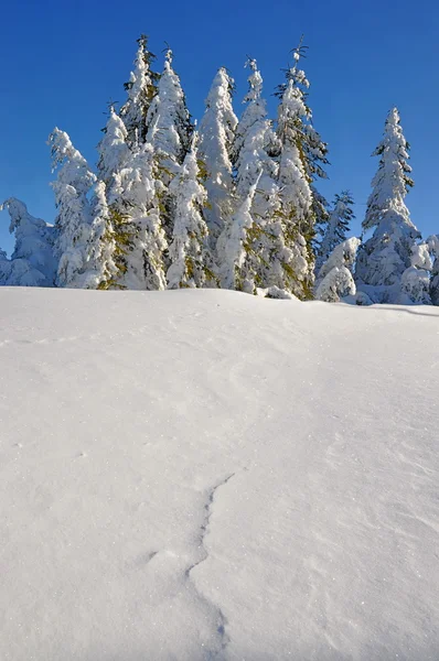 Sapins blancs de neige — Photo