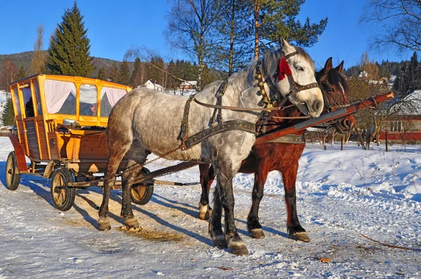 stock image Horses with the wooden carriage