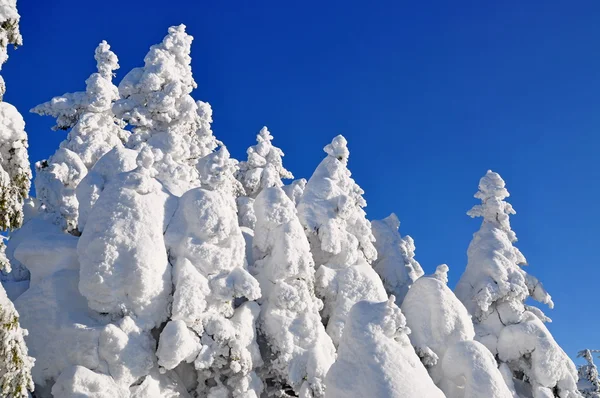 Abetos blancos de la nieve — Foto de Stock