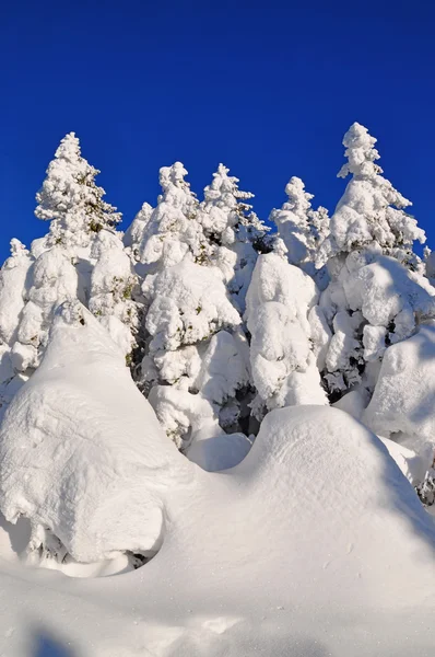 Biały jodły od śniegu — Zdjęcie stockowe