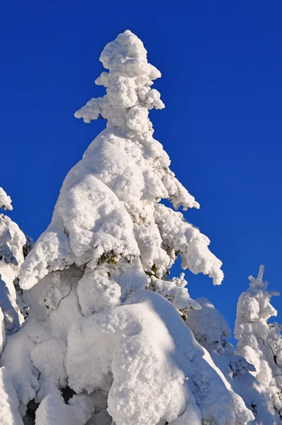 A hó fehér fenyők — Stock Fotó