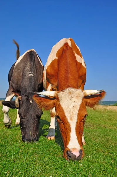Cows on a summer pasture. Stock Photo