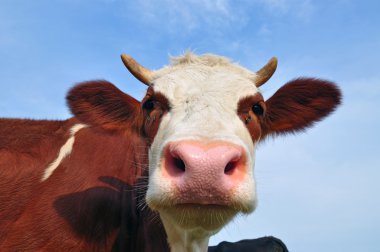 Head of the calf clipart