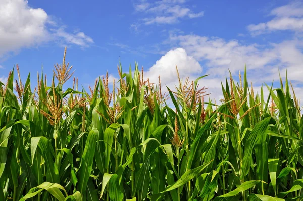 Green stalks of corn under clouds. — Stock Photo, Image