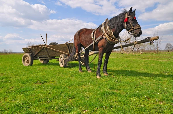 カートを持つ馬 — ストック写真