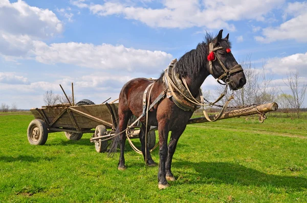 Koně s vozem — Stock fotografie