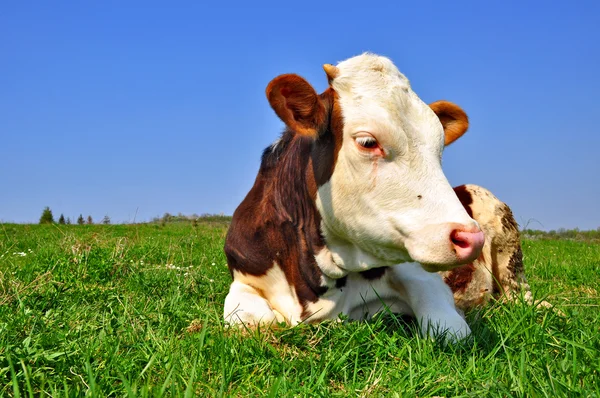 stock image The calf on a summer pasture