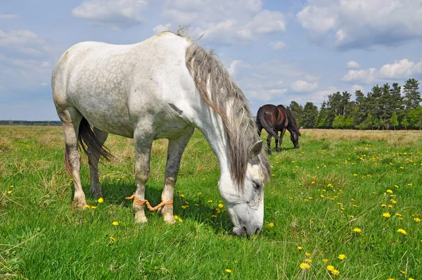 Heste på en sommer græs - Stock-foto
