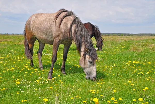 Hester på sommerbeite – stockfoto
