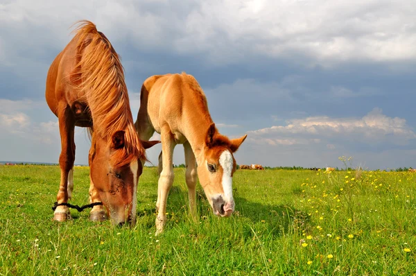 Foal with a mare on a summer pasture. — Stock Photo, Image