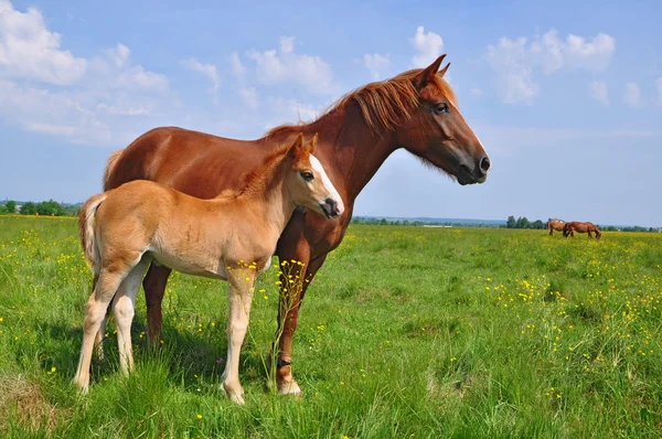 Hříbě s klisnou na letní pastvině. — Stock fotografie