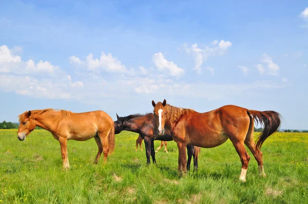 Kuda di padang rumput musim panas — Stok Foto