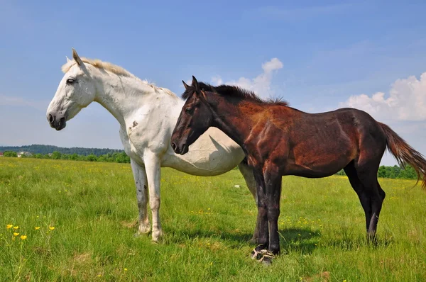 夏天牧场上的马 — 图库照片