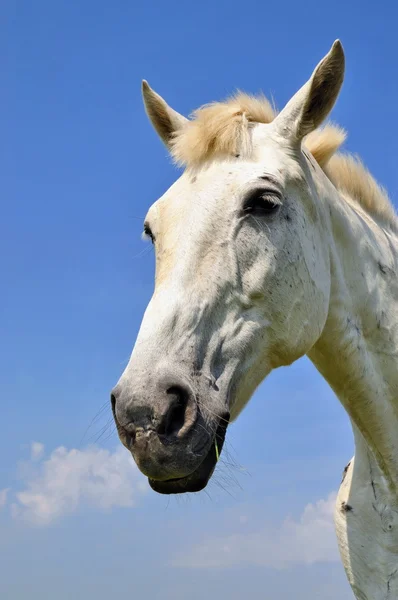 stock image Head of a horse