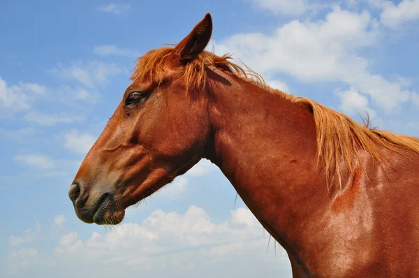 Cabeza de caballo —  Fotos de Stock