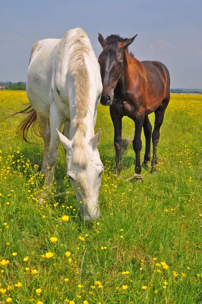 Hästar på en sommarbetesmark — Stockfoto