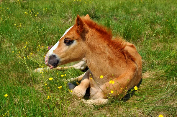 Foal 여름 방목 지에 — 스톡 사진