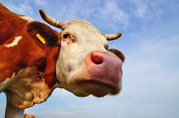 stock image Head of a cow