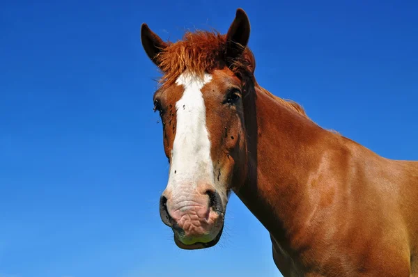 Kop van een paard — Stockfoto