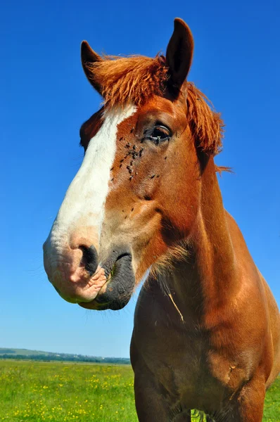 马头；马头 — 图库照片