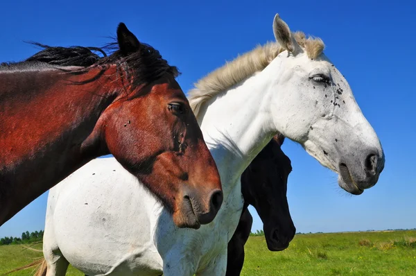 Голови коней — стокове фото