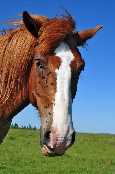 Egy ló feje — Stock Fotó