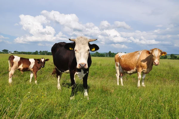 夏の牧草地に母の近くの子牛. — ストック写真