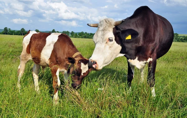 The calf near mother on a summer pasture. — Stock Photo, Image