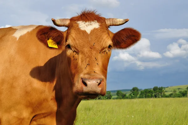 牛の頭 — ストック写真