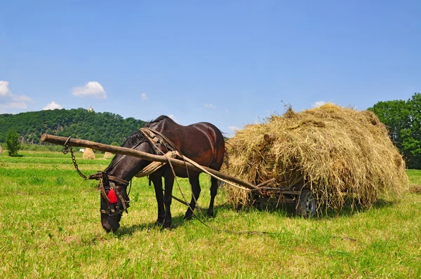 Подготовка сена — стоковое фото