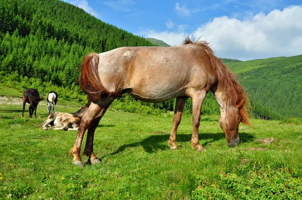 夏季高山牧场上的马 — 图库照片
