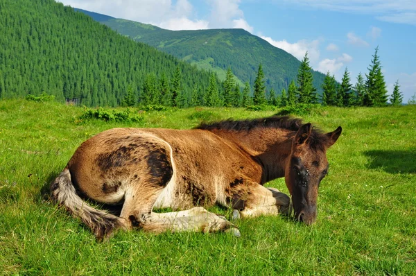 山の夏の牧草地を馬します。 — ストック写真