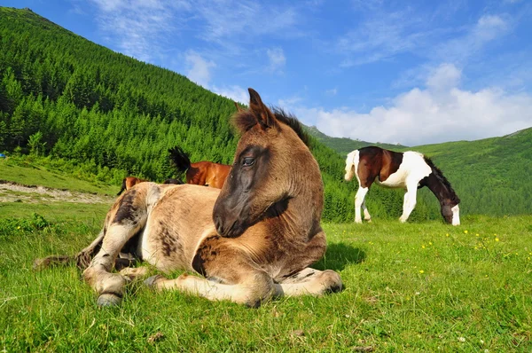 Foal on a mountain summer pasture — Stock Photo, Image
