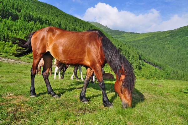 Koni na pastwiskach górskich, lato — Zdjęcie stockowe