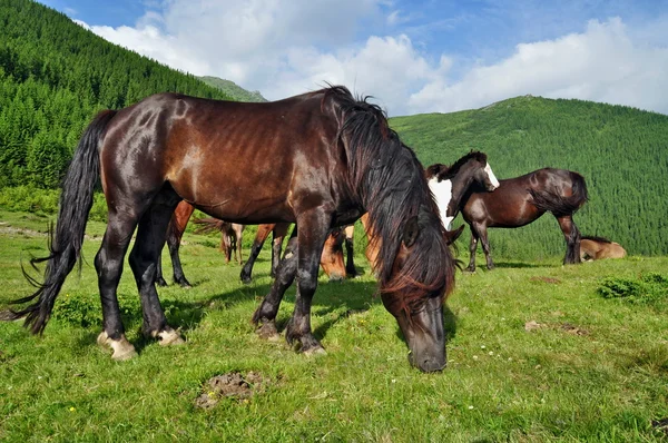 Cavalos em um pasto de montanha de verão — Fotografia de Stock