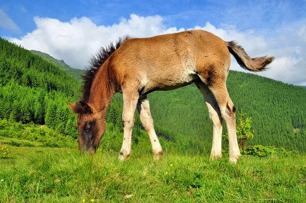 Foal 산 여름 방목 지에 — 스톡 사진