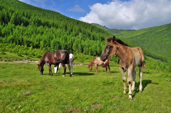 山の夏の牧草地を馬します。 — ストック写真