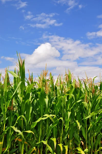 Zielony łodyg kukurydzy pod chmury. — Zdjęcie stockowe
