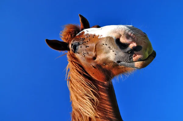Kopf eines Pferdes Stockfoto