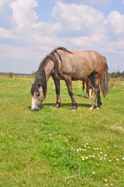 at üstünde bir yaz pasturee