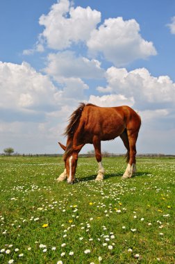 at üstünde bir yaz pasturee