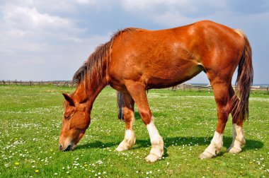 at üstünde bir yaz pasturee