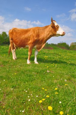 Yaz otlağında inek