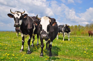 Yaz otlağında inekler