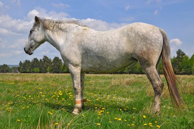 at üstünde bir yaz pasturee