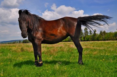 at üstünde bir yaz pasturee