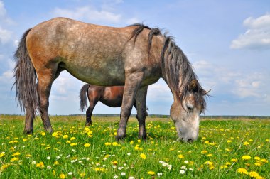 at üstünde bir yaz pasturee