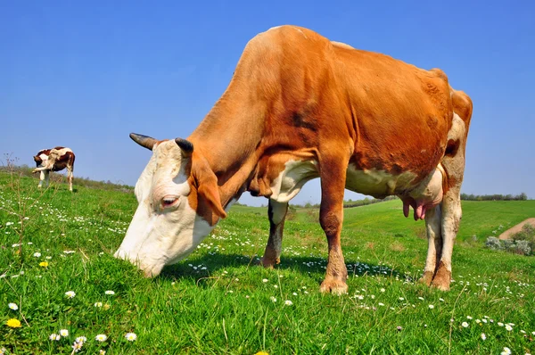 stock image Cow on a summer pasture